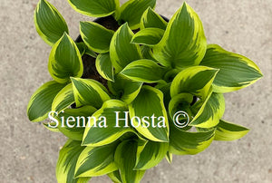 Hosta Queen Josephine