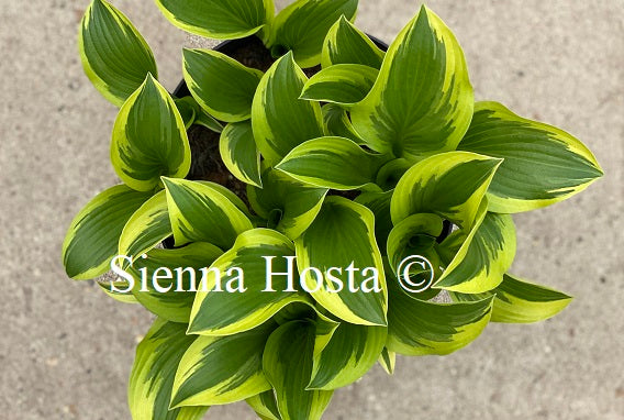 Hosta 'Queen Josephine' - Sienna Hosta