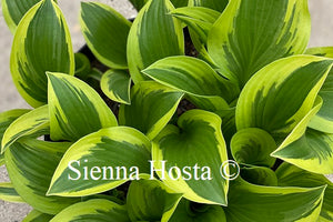 Hosta Queen Josephine