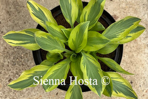 Hosta Angelique