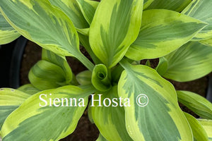 Hosta Angelique