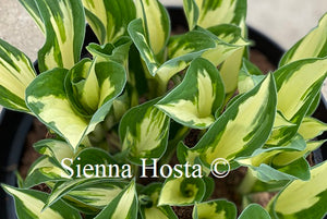 Hosta Fire and Ice