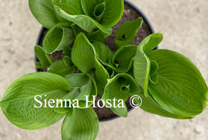 Hosta Uprising