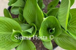 Hosta Uprising