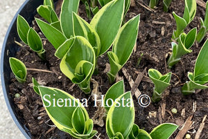 Hosta Little White Lines