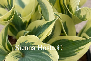 Hosta Great Escape