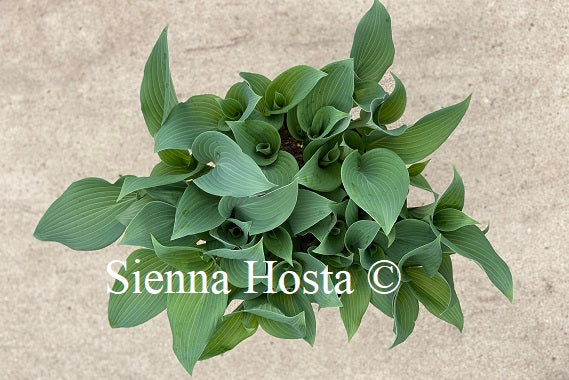 Hosta Valley's Vanilla Sticks