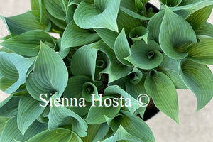 Hosta Valley's Vanilla Sticks