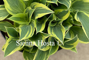 Hosta My Claire