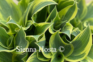 Hosta My Claire