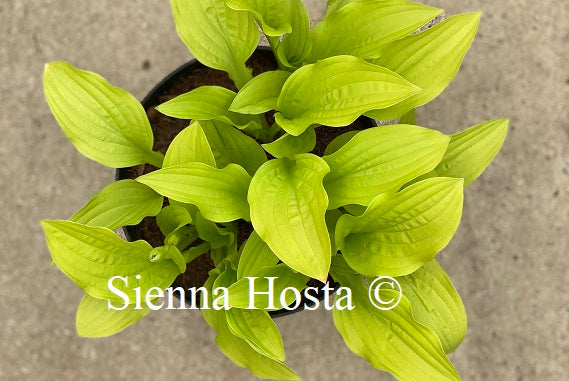 Hosta Ogon Tsushima