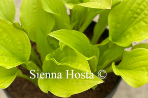 Hosta Ogon Tsushima