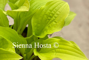 Hosta Ogon Tsushima