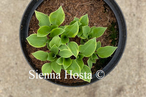 Hosta Lakeside Scamp