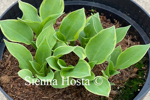 Hosta Lakeside Scamp