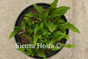 Hosta Lemon Delight