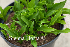 Hosta Lemon Delight