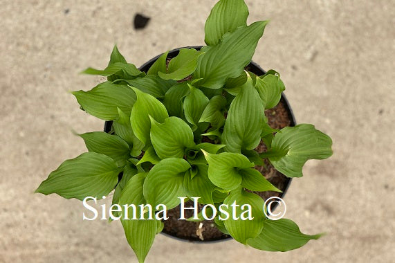 Hosta Stirfry