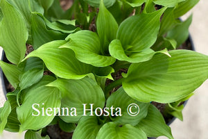 Hosta Stirfry