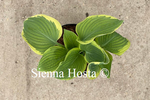 Hosta Thank You