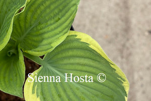 Hosta Thank You