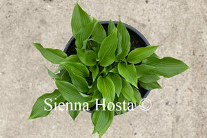 Hosta Baja White