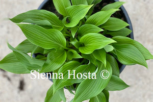 Hosta Baja White