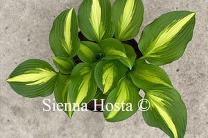 Hosta Lakeside Meter Maid