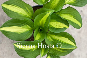 Hosta Lakeside Meter Maid