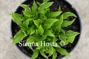 Hosta Little Devil