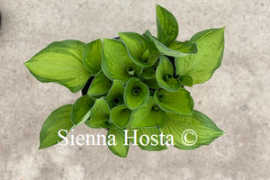 Hosta Whirligig