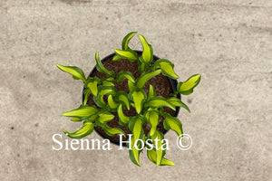 Hosta First Mate