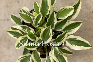 Hosta Jennifer Bailey