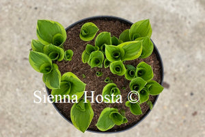 Hosta Ops