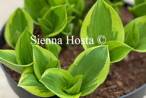 Hosta Ops