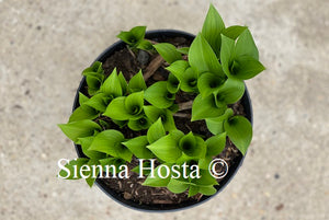 Hosta Small Parts