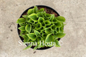 Hosta Pilgrim