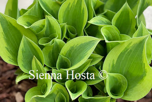 Hosta Pilgrim