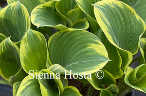 Hosta Majesty