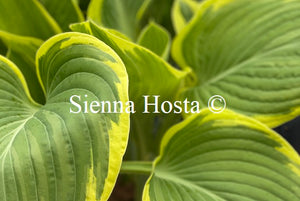 Hosta Majesty