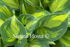 Hosta 'June'