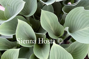 Hosta Krossa Regal