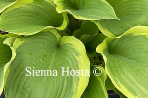 Hosta June Moon