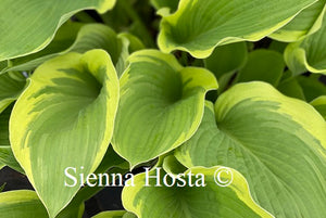 Hosta June Moon