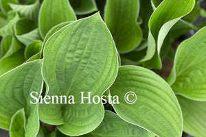 Hosta Mountain Green