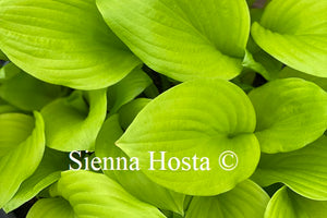 Hosta Gold Haze