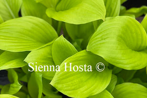 Hosta Gold Haze