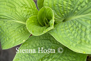 Hosta Clear Fork River Valley