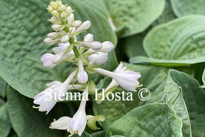 Hosta Heavy Duty