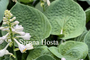 Hosta Heavy Duty